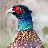 pleasantPheasant