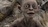 GOLUM